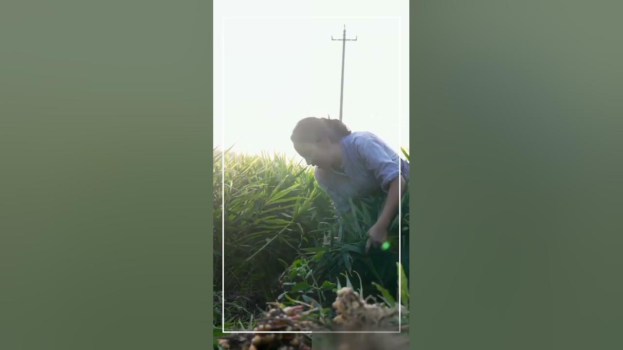 panen-rimpang-apa-itu-ya-shorts-gardening-garden-satisfying