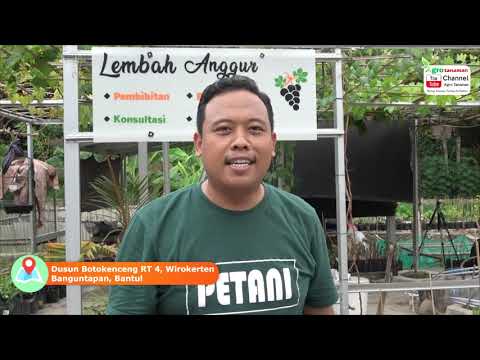 Video: Tips Lembah Napa: 9 Cara Menjadi Pintar di Negara Anggur