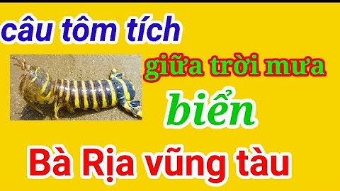 Câu tôm tích giữa trời mưa ☔ biển BÀ RỊA-VŨNG TÀU
