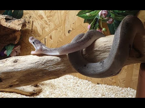PYTHON REGIUS SUPER PEWTER + ASTUCE NOURRISSAGE