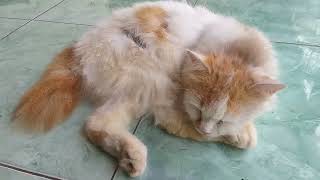 Posisi ENAK Kucing Tidur pas Lagi kecapean.|| A good position for cats to sleep when they are tired.