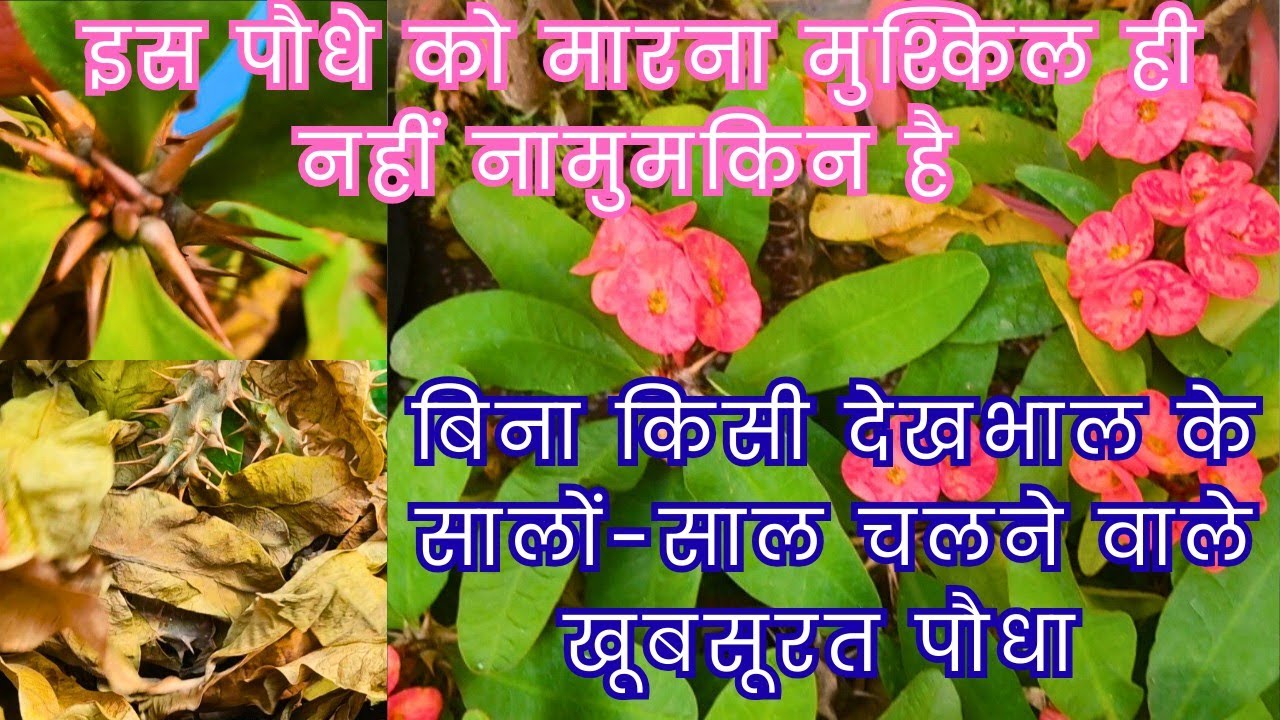 Самое неприхотливое зимнецветущее растение для садоводов-любителей: советы по размножению молочая...