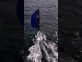 49er sailing throwback 🇳🇱
