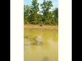 ##DANNYDRONZER(తాను)💙#Dio # nature🍀#MH33#7 year of love 🌺💖 # Shorts