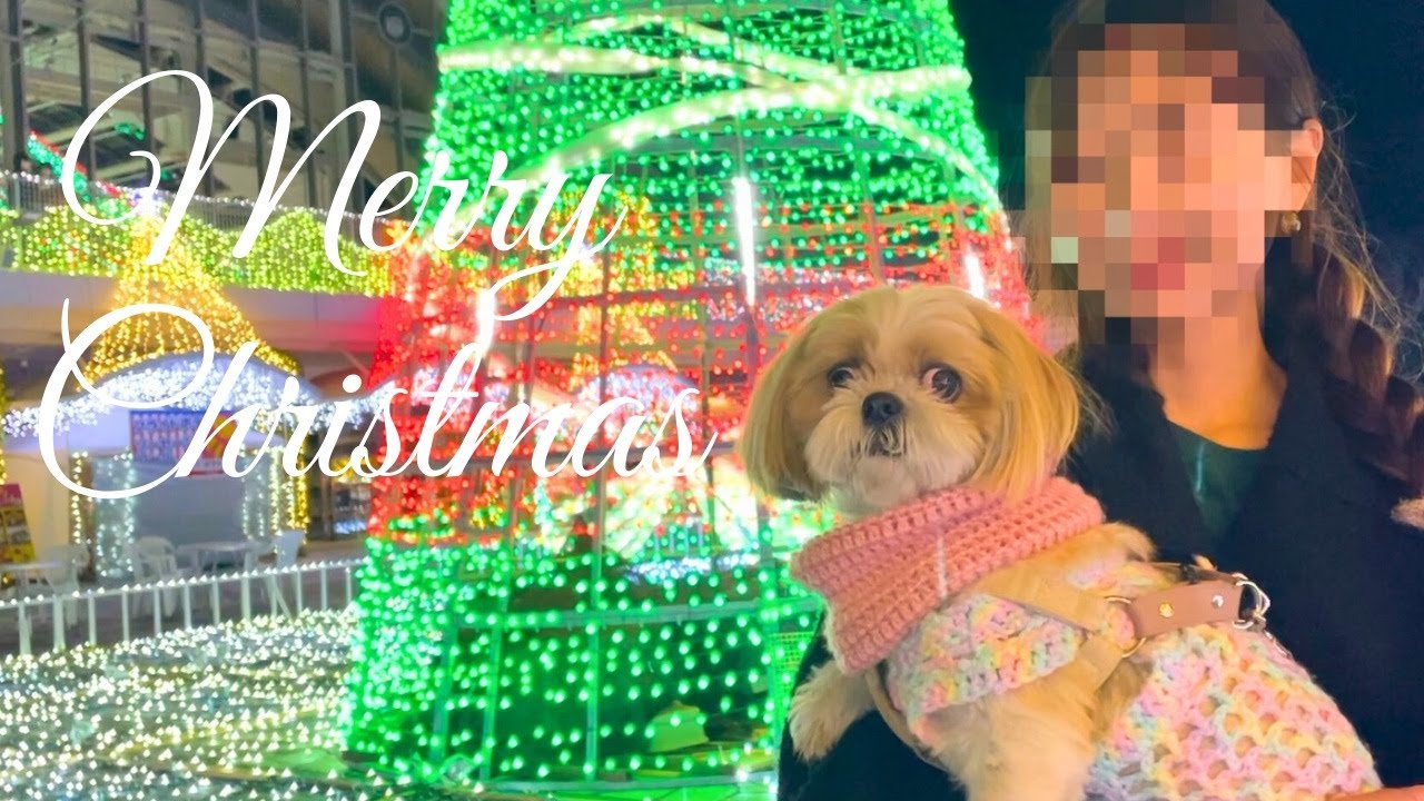 【シーズー】素敵なイルミネーションにななちゃん大興奮🐶✨️