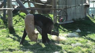 Monkeys play a hilarious game of tug-of-war screenshot 2