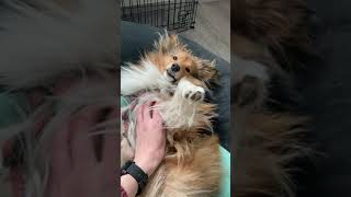 Sheltie play and take rest by Collie Rough, Dutch goat and rabbit 769 views 1 year ago 1 minute, 4 seconds