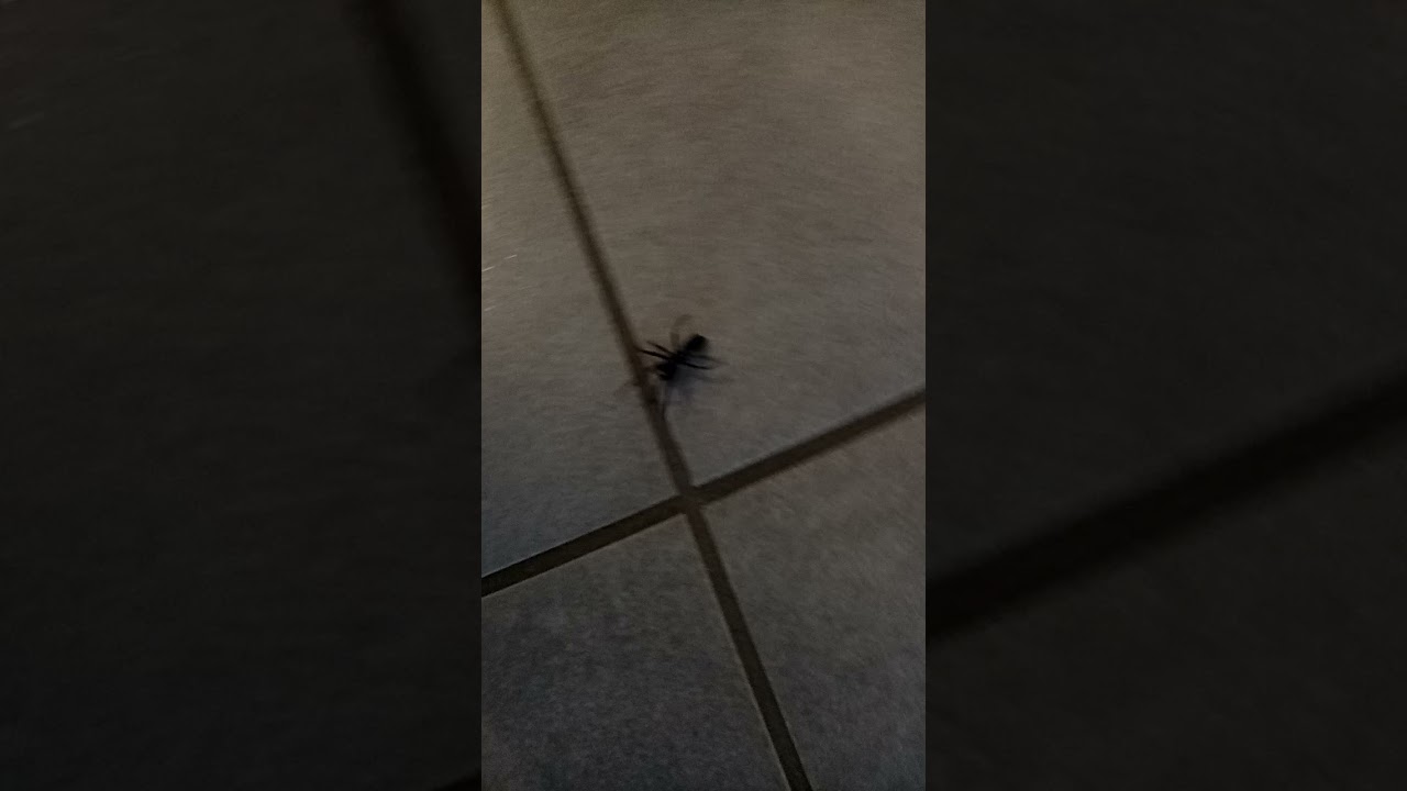 🕷️Big Venomous Spider 🕷️White Tail Spider 