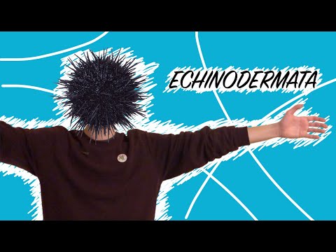 Иглокожие