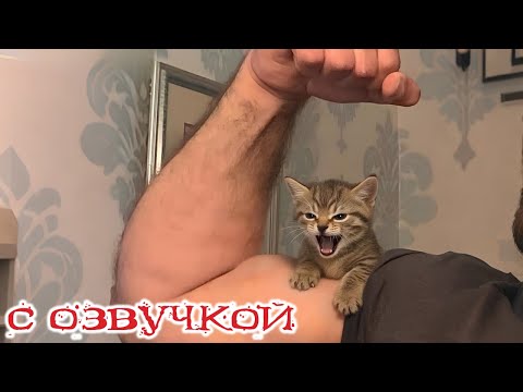 Приколы с котами! С ОЗВУЧКОЙ! Смешные коты! САМЫЕ СМЕШНЫЕ ЖИВОТНЫЕ! ДО СЛЁЗ!