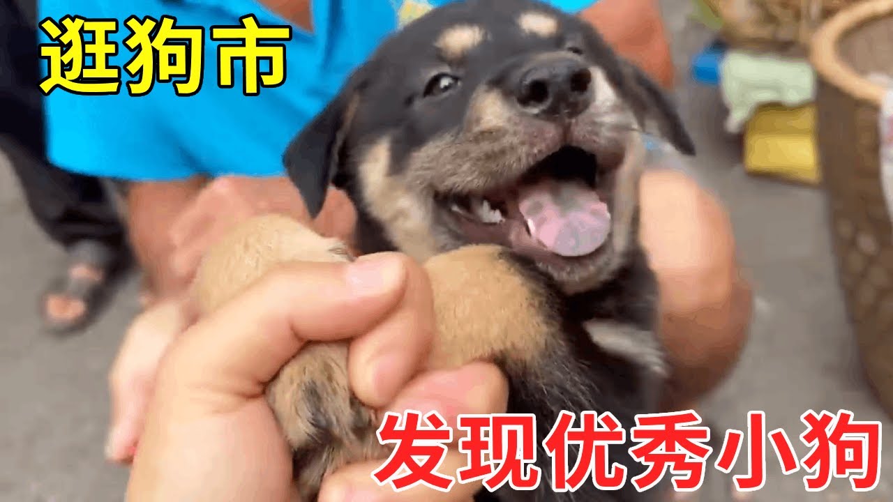 逛狗市发现一只优秀小狗，带回去后发现新成员激烈围观！【乡野志刚】#Farm #tour