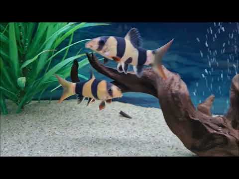 Top 5 best bottom feeders for your fish tank. Recommended bottom dwelling fish for home aquarium