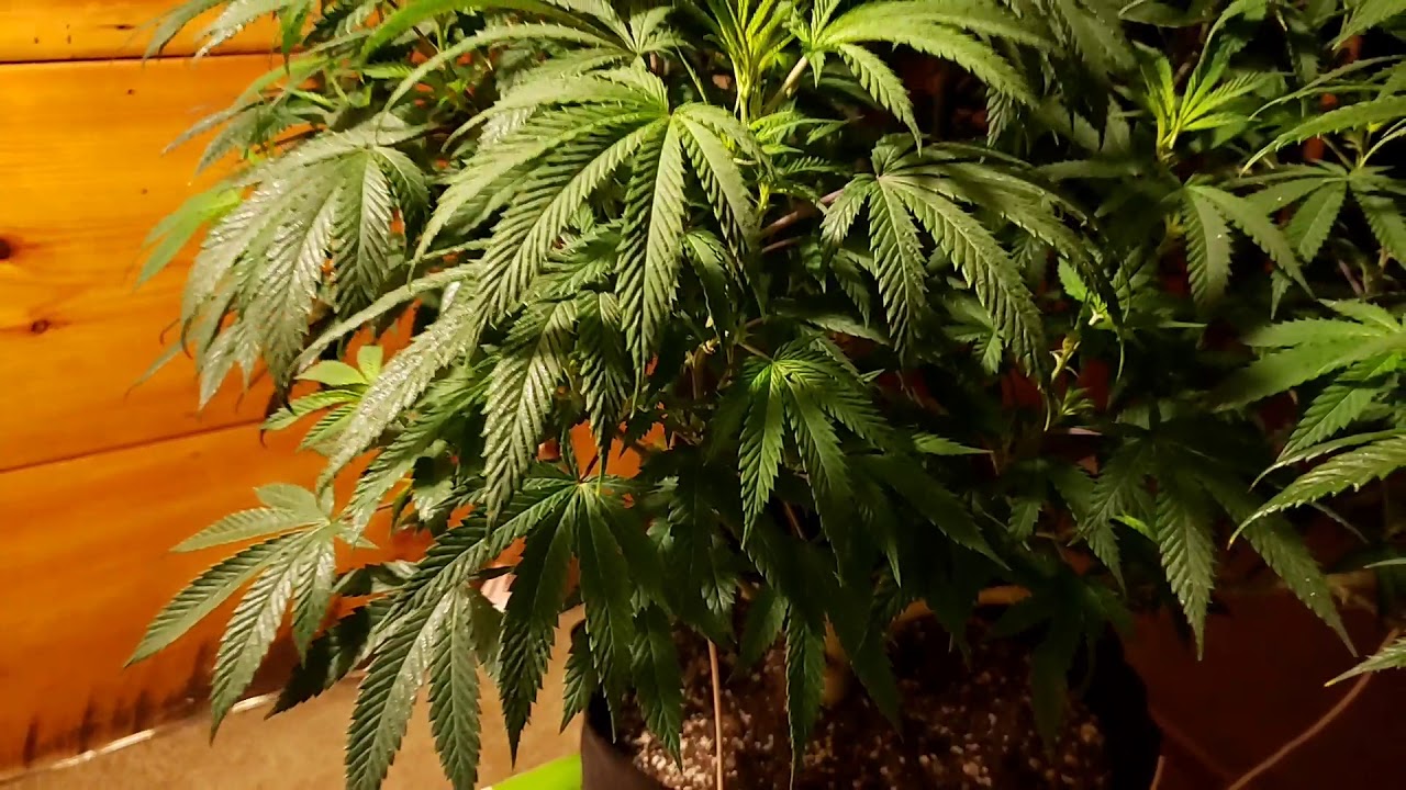 Quick Look at Waffle Iron Cookies. Just before trim - YouTube