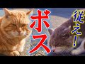 ボスには逆らえない猫社会の厳しい上下関係。途中で思わぬ仲裁人が。。