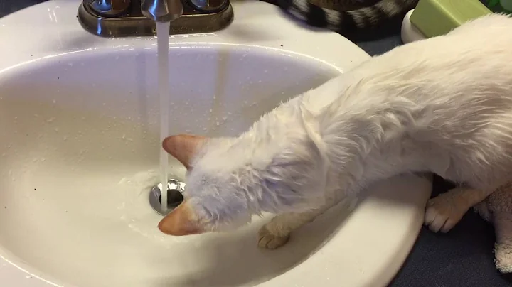 Video 7971741: bengal cat funny kitten, bengal cats love water, bathtub water