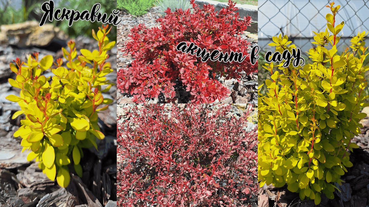 БАРБАРИСИ в моєму саду. 15 яскравих сортів