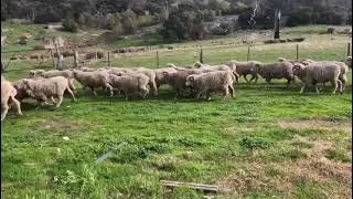Rockview Merino Ewes 26072024