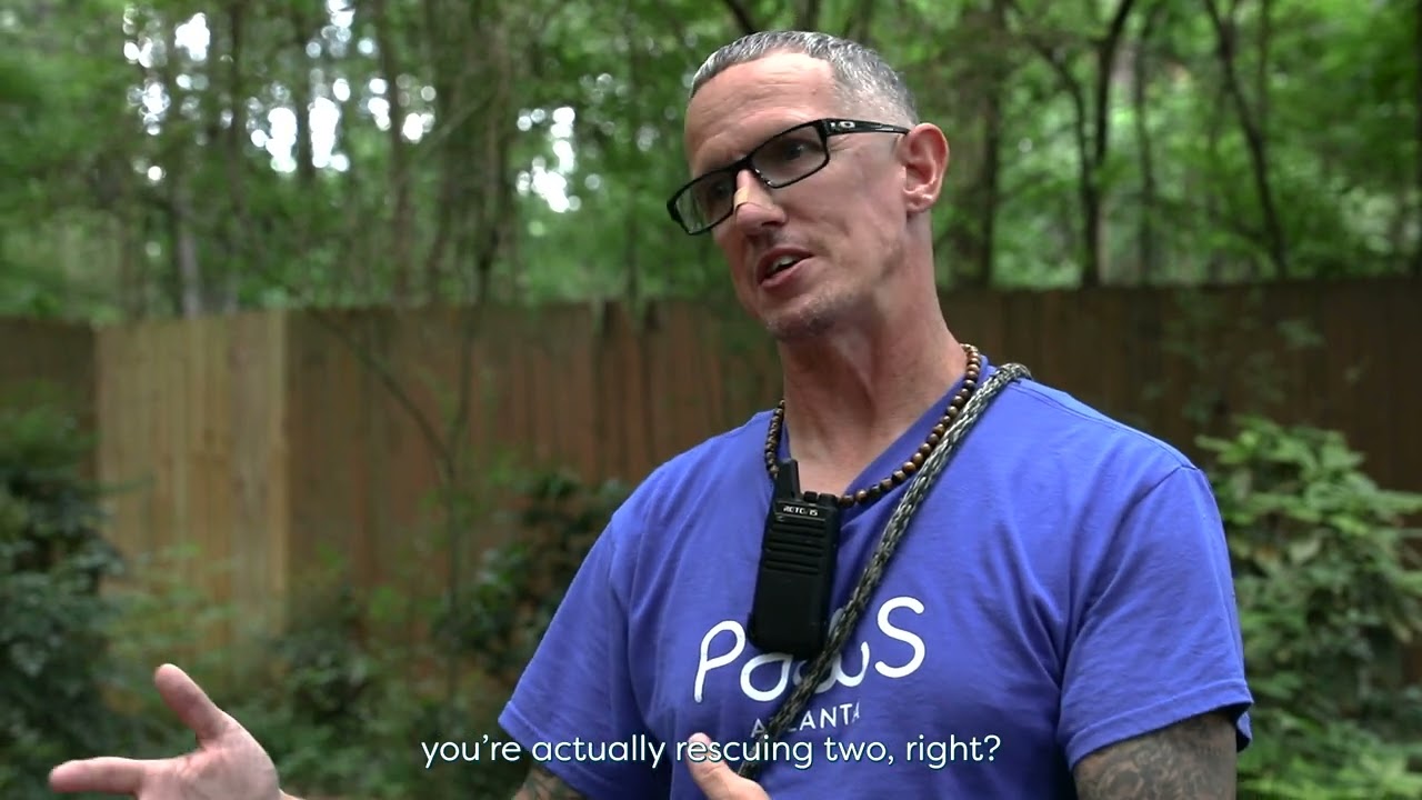 Adopt from PAWS Atlanta