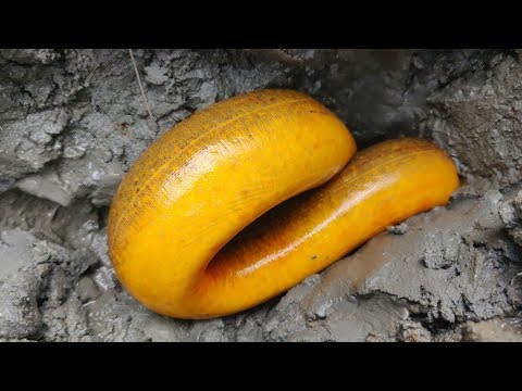 Best Eel Fishing | Catching Yellow Monster Eel Fish From Under Deep