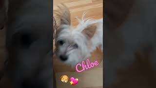 My puppy Chloe 🐶 😍