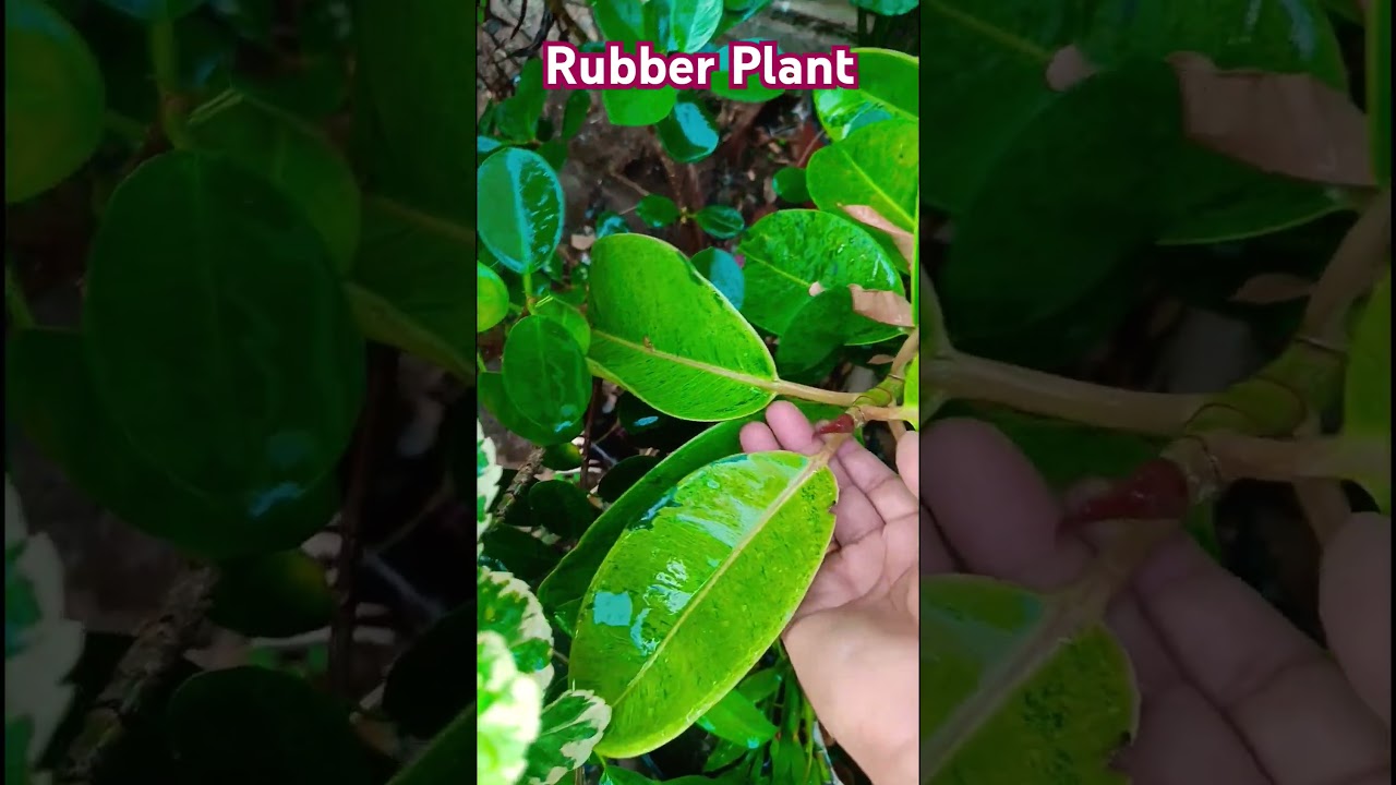 Rubber Plant 