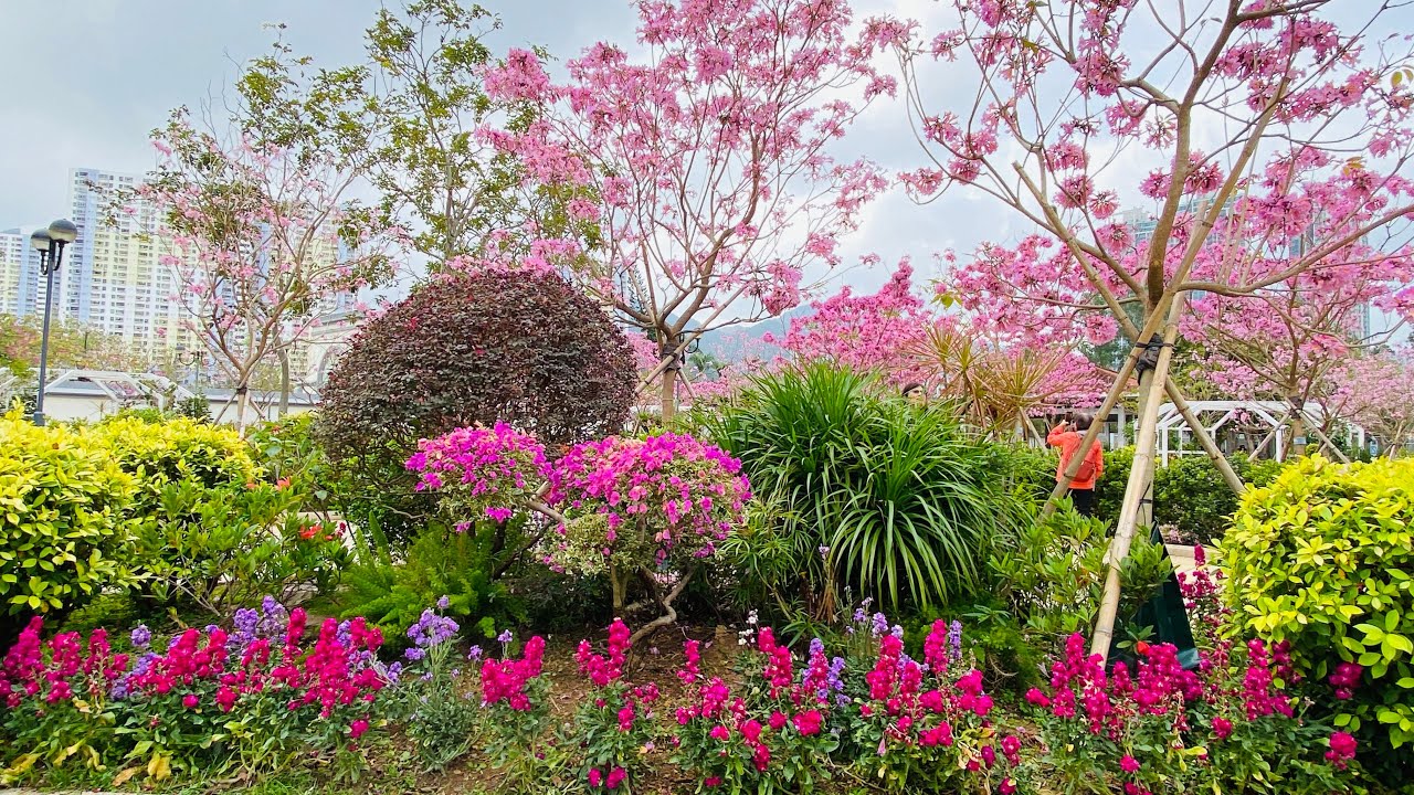 CHERRY BLOSSOMS 🌸 SA SHATIN 
