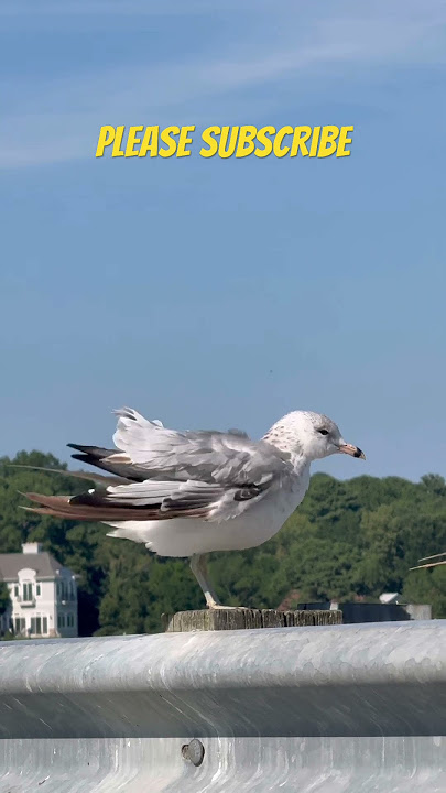 SEAGULL #music #singer #viralvideo