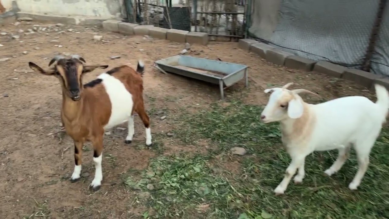 Bin Imdad farmhouse - goats