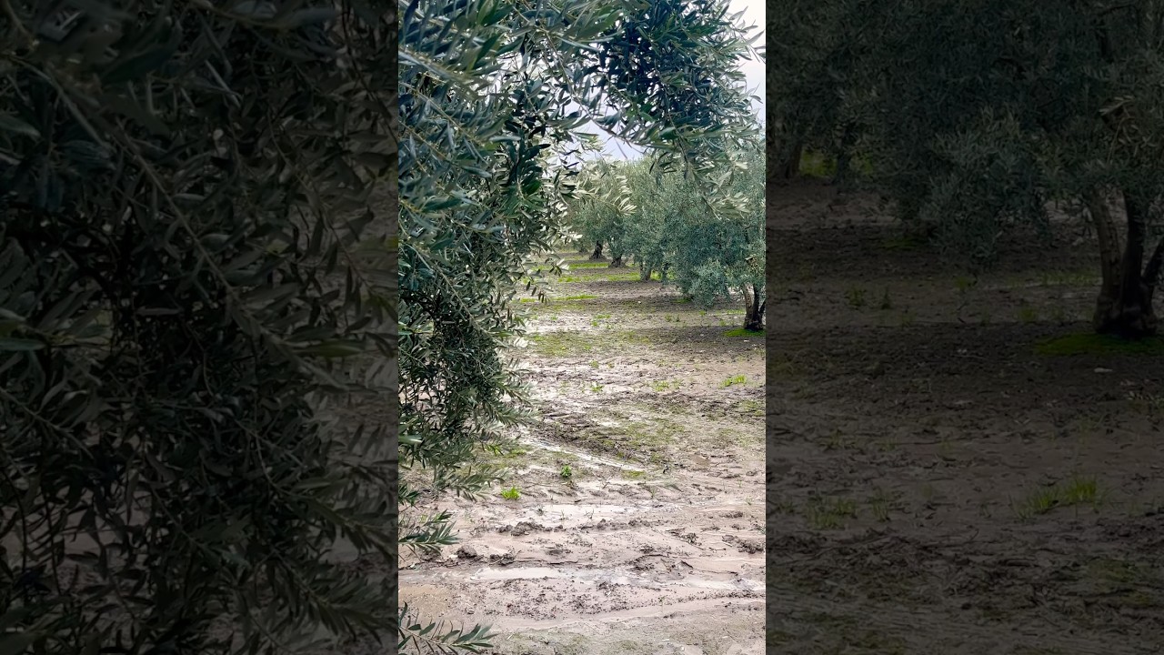 Vintage green …amazing 