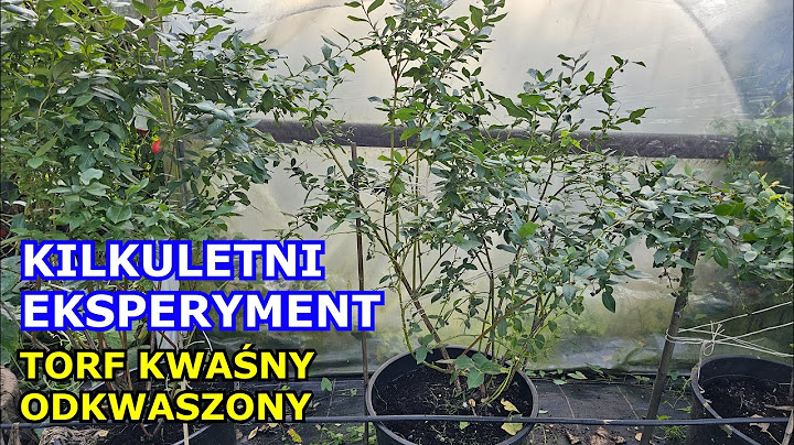 Borówki W DONICACH. Eksperyment KILKULETNI. Jak rosną Borówki w Torfie kwaśnym, ODKWASZONYM, Uprawa.