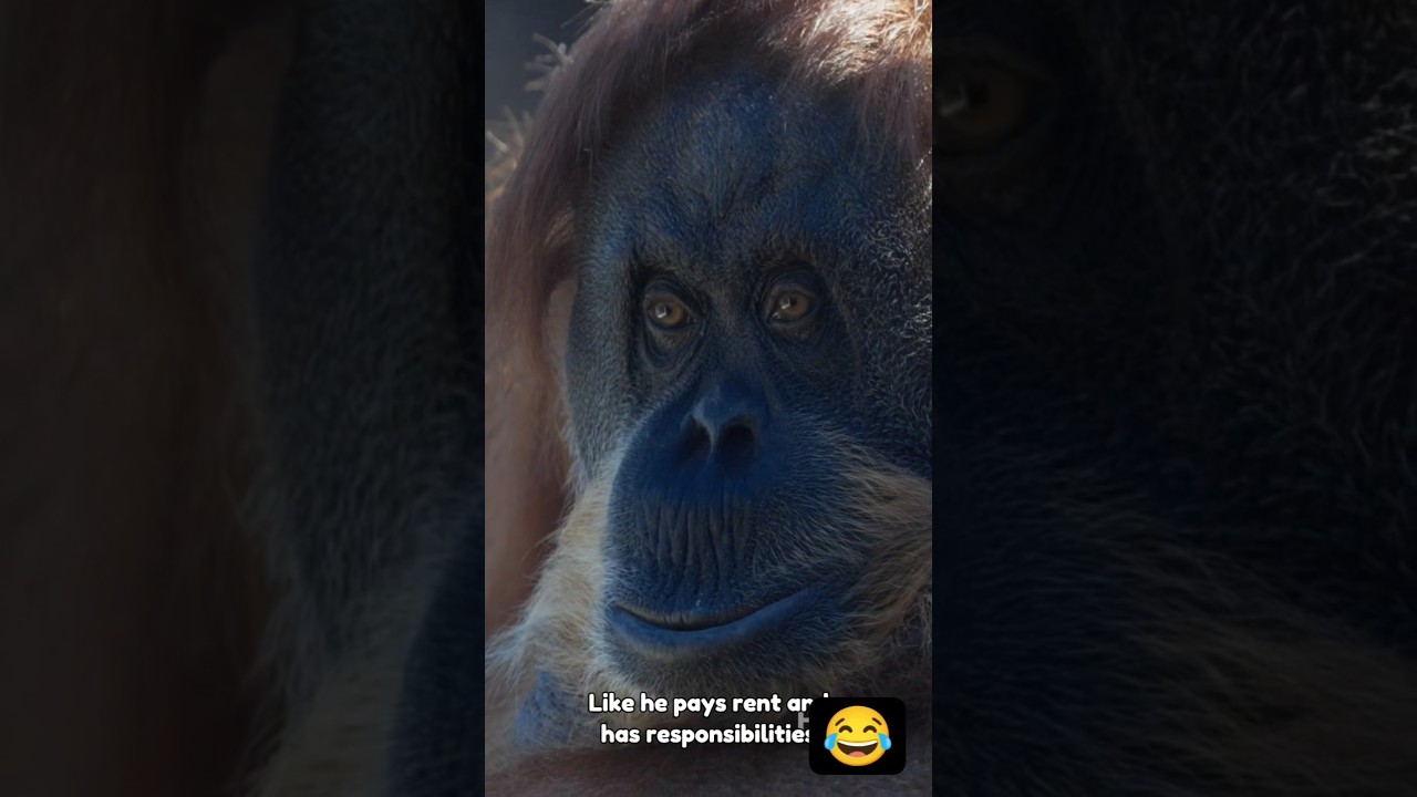 This Monkey Is Acting Like a Human 😭🐒 