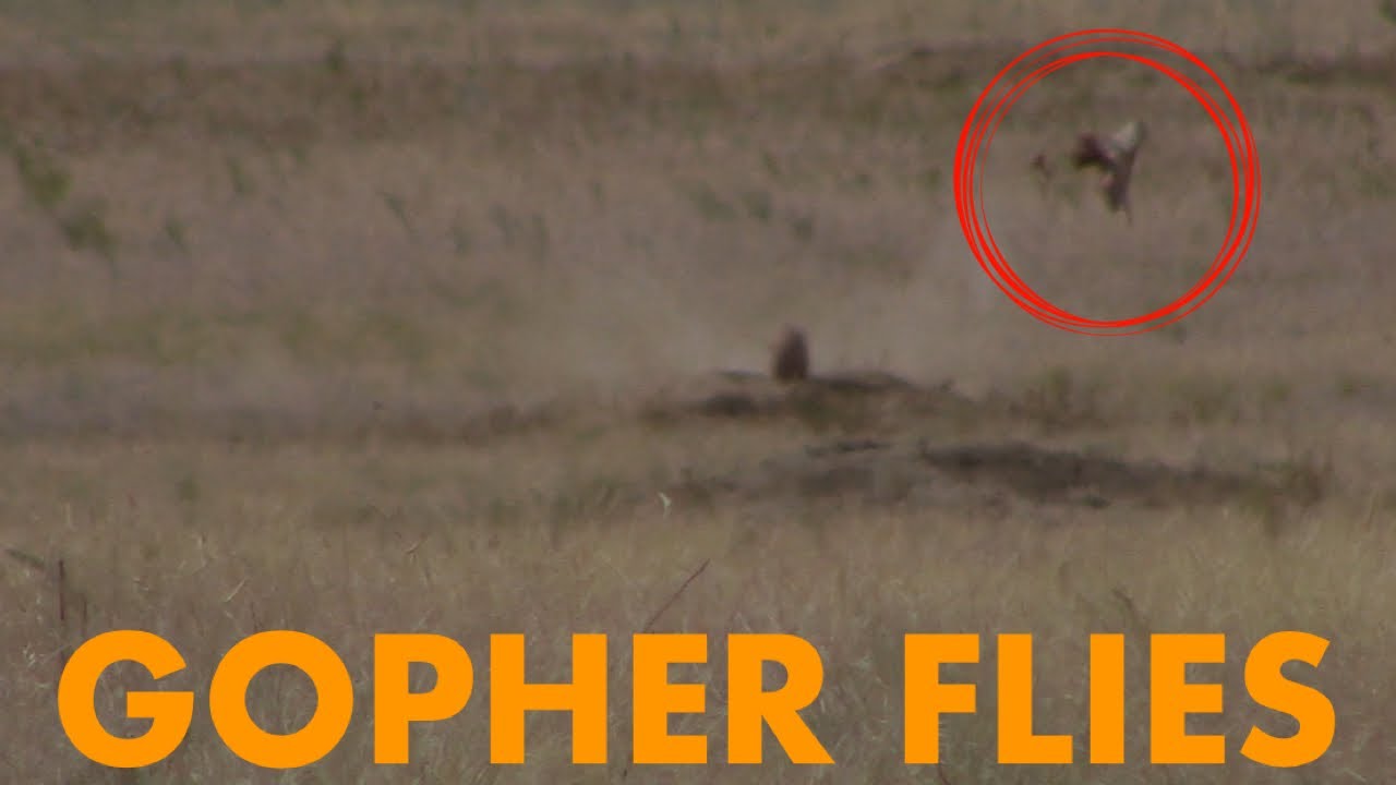 GOPHER Shot with a .222 goes FLYING - YouTube
