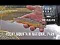 Spring fly fishing fall river rocky mountain national park  vlog 16