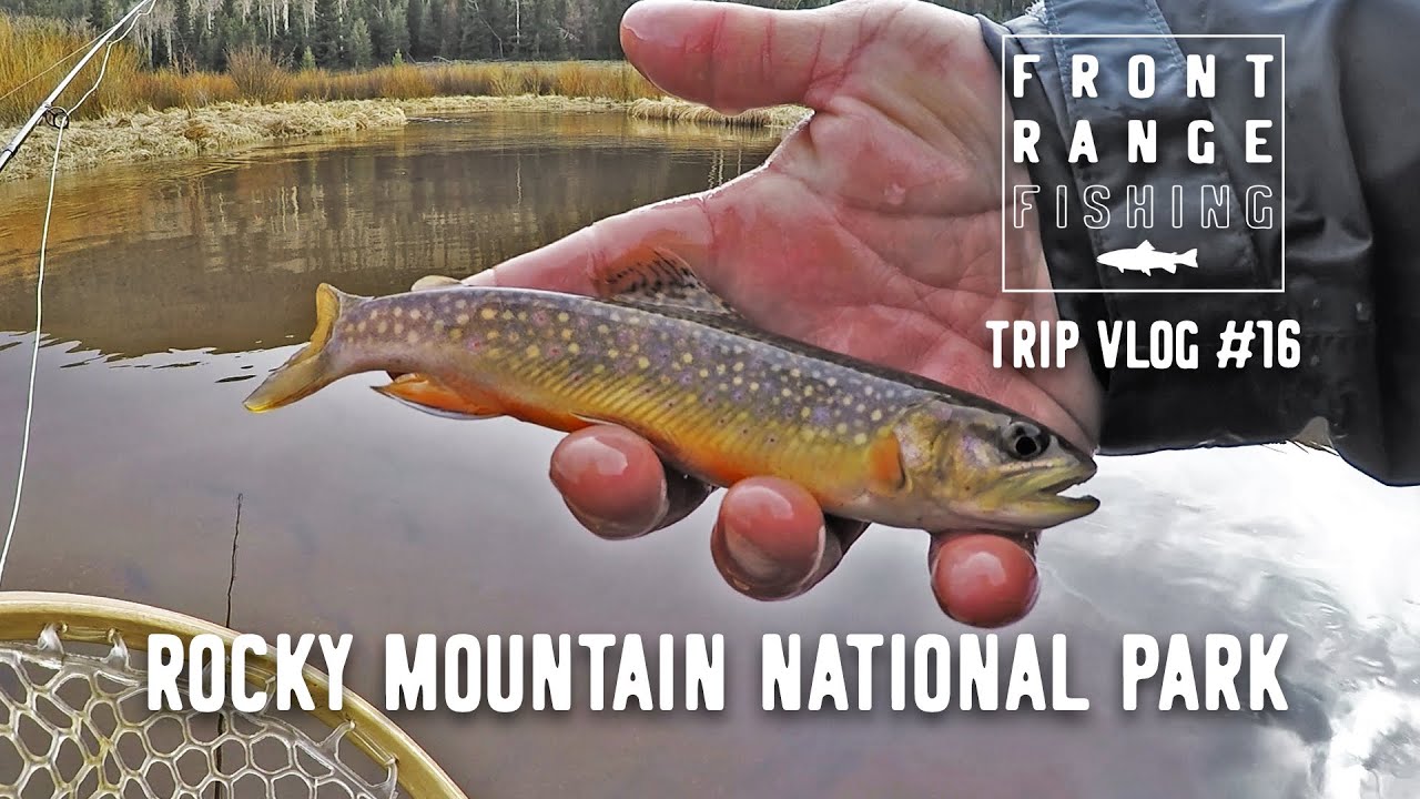 Spring Fly Fishing Fall River [Rocky Mountain National Park] Vlog 16