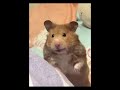 #chuyện hài #hamster #pets