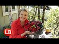 Kaye Harvests BIG from a SMALL Garden  | Part 2 | Vlog