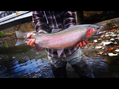 Fall Steelhead BOBBER DOWNS - November Float Fishing 2023