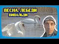 ЛЕСОСТЕПЬ. ВЕСНА. ГНЁЗДА. ПТИЦЫ. ЛЕБЕДИ