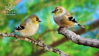 Download Lagu Bird Sounds | Nature Sounds for Anxiety Relief | Forest Birdsong for Sleeping - Calming Sounds MP3