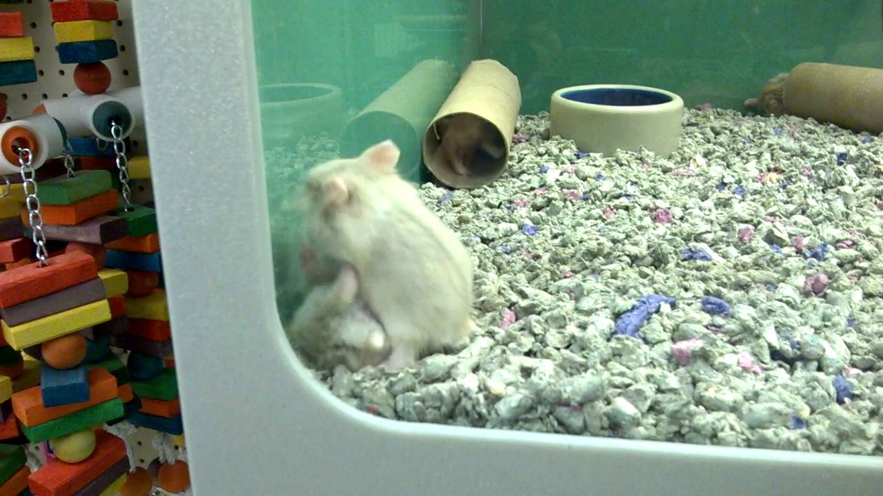 Gerbils fighting at pet store. YouTube
