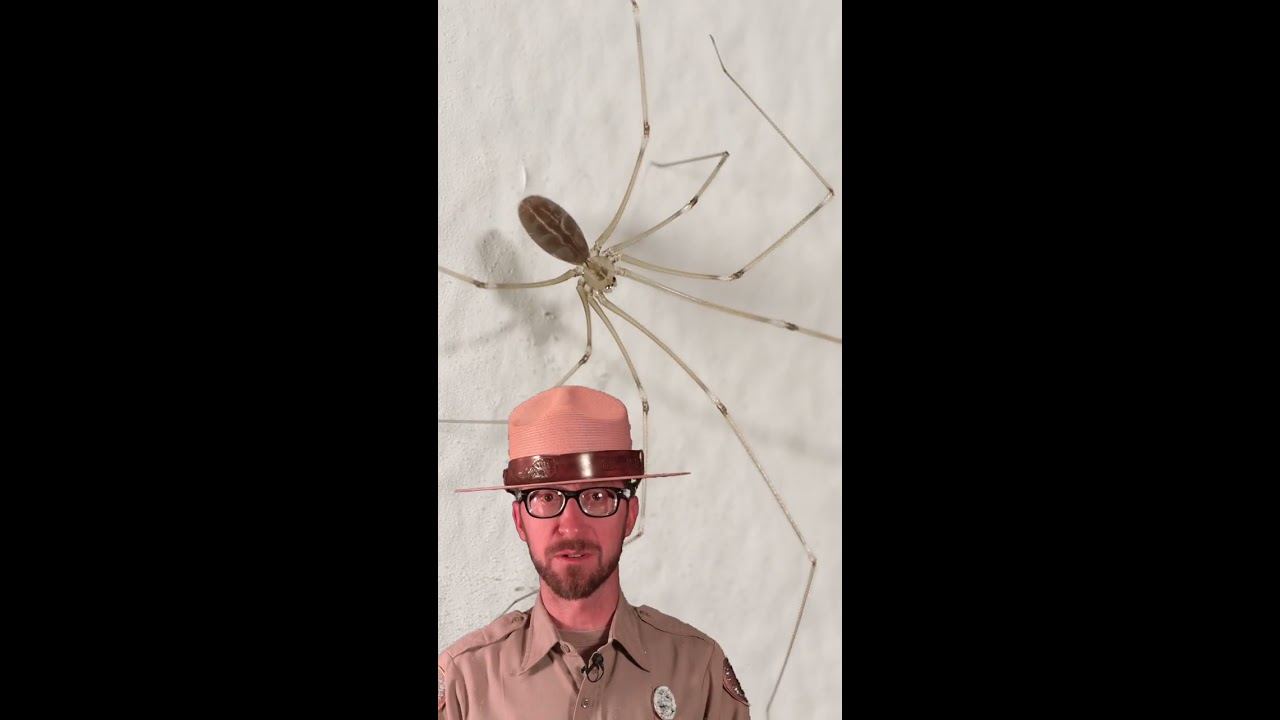 Clearing Up Confusion About Daddy Longlegs Deep Look Shorts