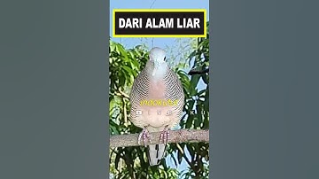 perkutut lokal gacor dari ALAM BEBAS, bikin cepat NYAUT #short #shorts #shortvideo #perkutut