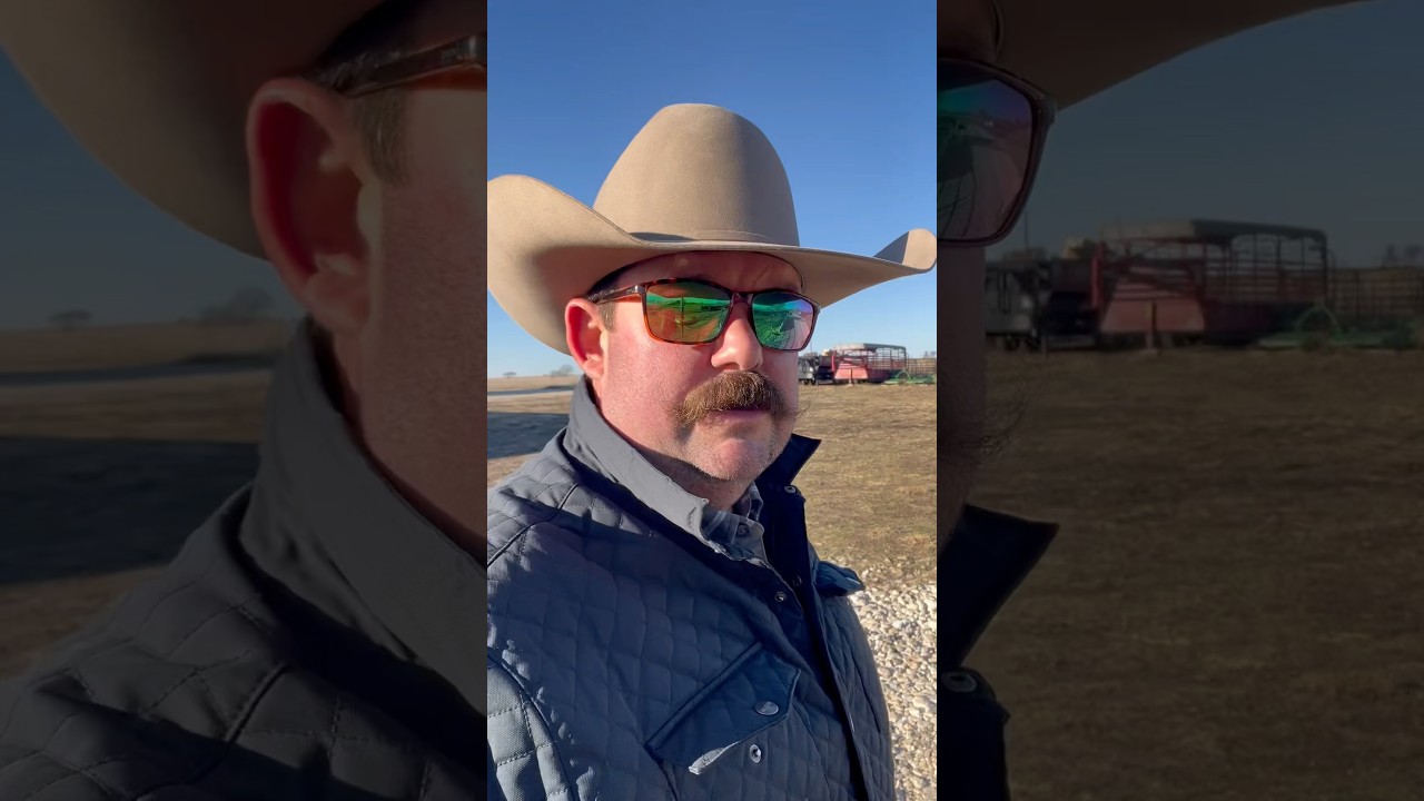 Update on how the feedlot steers are doing 