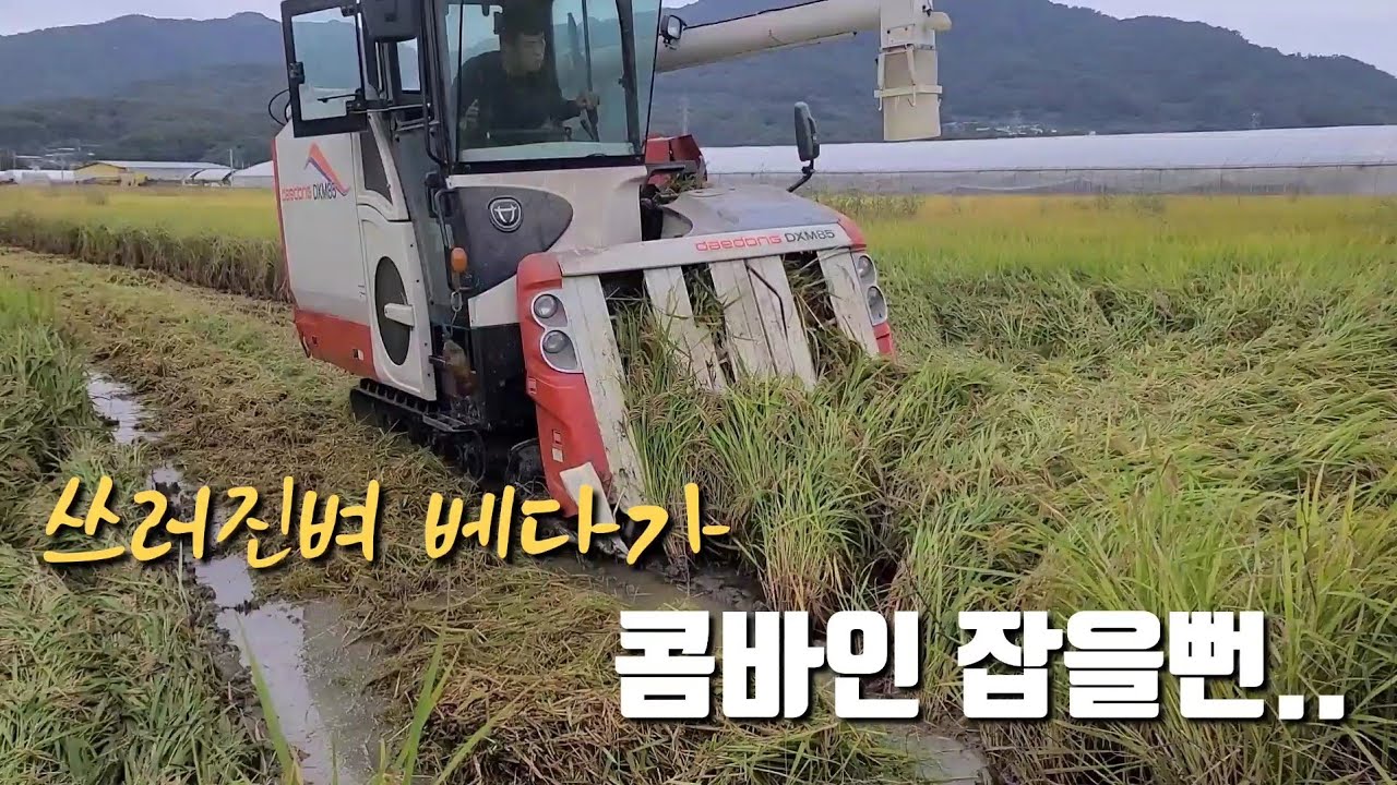 비오기전 쓰러진 벼 베다가 콤바인 불날 뻔 했습니다...대동 DXM85