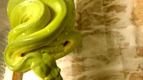 Green Tree Python (Chondro) Breeding updates