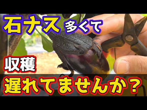 Stone eggplant] The cause of delayed harvest. We will teach