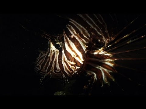 Dangerous Invaders 16 - Lion Fish Invasion