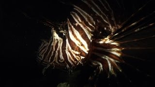 Dangerous Invaders 16 - Lion Fish Invasion