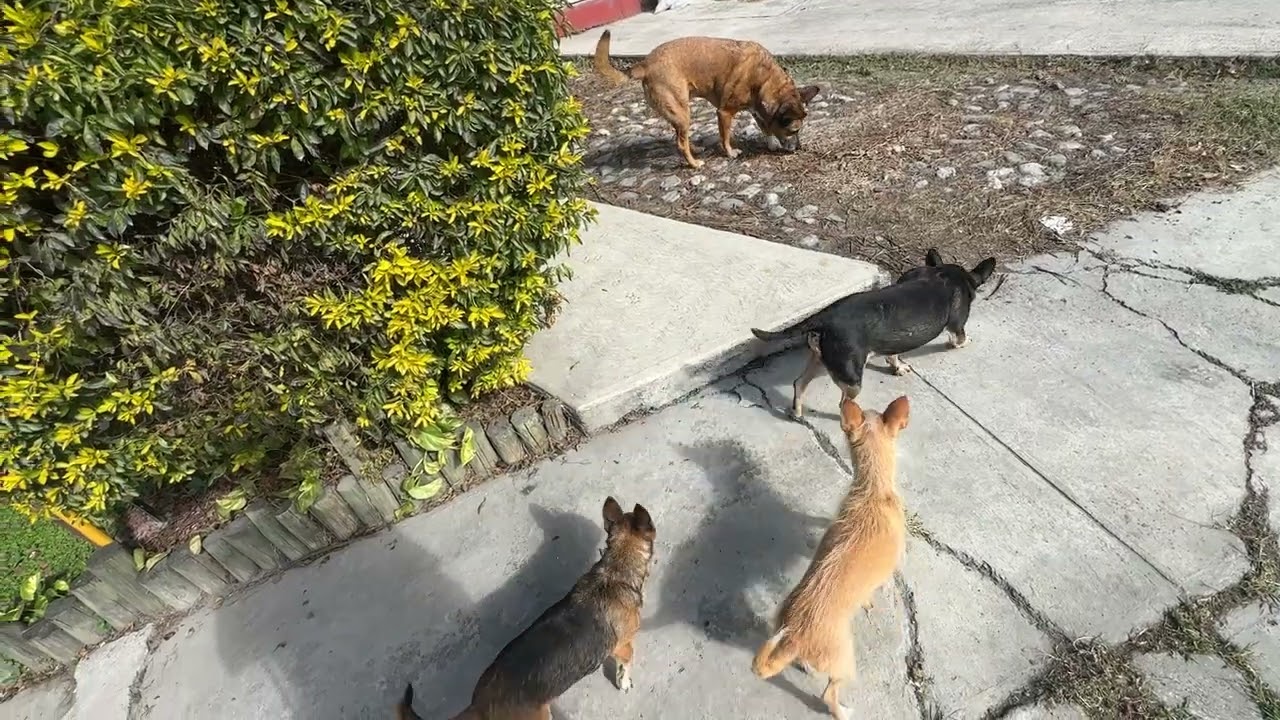 Les cuento  algo ! Ojalá .