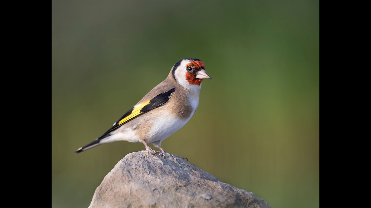 European Goldfinch